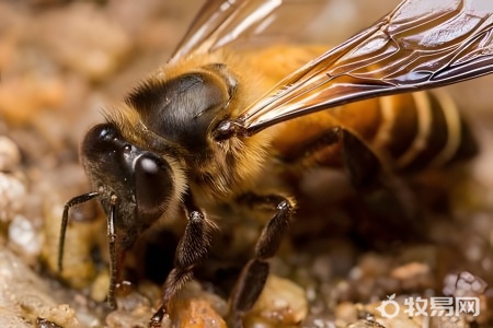 土养蜜蜂分蜂是怎么留住分出的蜂群- 牧易网