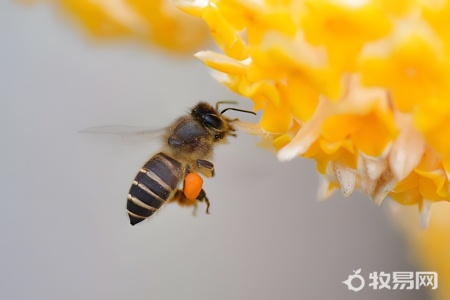 野生蜜蜂怎么养