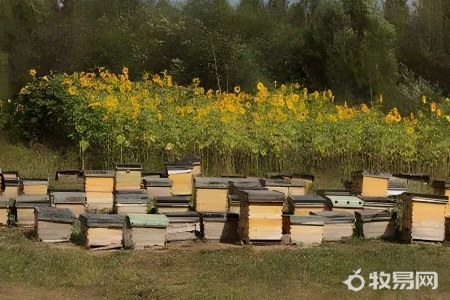 家庭养蜜蜂一两箱可以吗