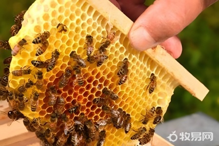 刚收到的蜜蜂怎么养