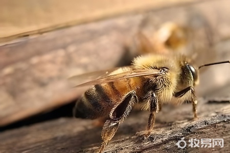 蜜蜂是如何繁殖的