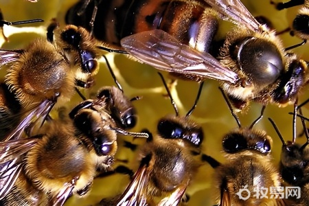 红砖做蜂箱养蜜蜂好用吗