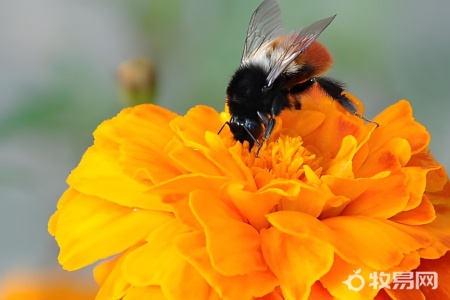 城市能养蜜蜂吗