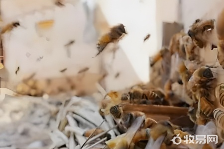 怎么样养蜜蜂