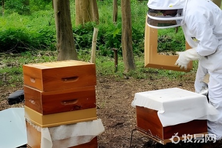 养10箱蜜蜂一年能赚多少钱