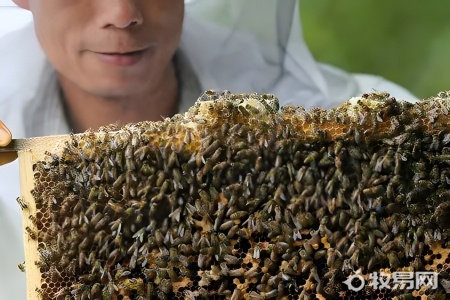 蜜蜂放在什么地方养最好
