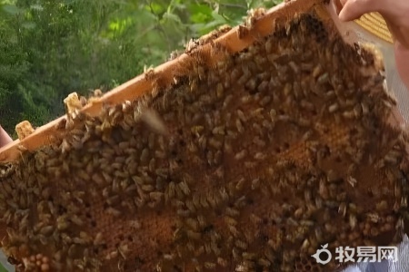 怎么抓野蜜蜂回来养