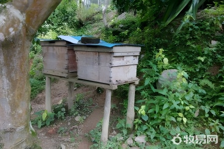 蜜蜂怎样饲喂