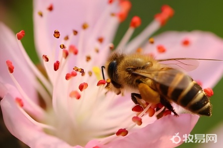 蜜蜂如何人工培育蜂王