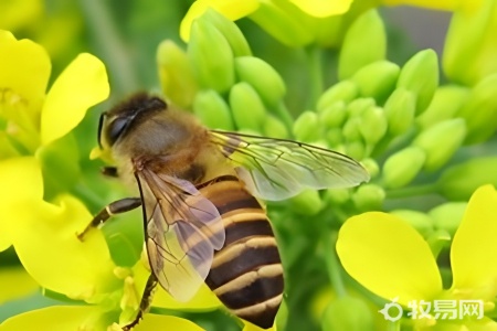 蜜蜂没有蜂王怎么养