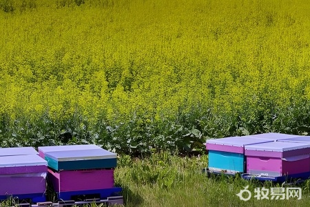 蜜蜂养殖方法