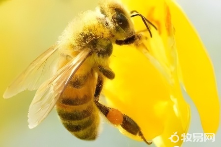 养100箱蜜蜂一年能赚多少钱