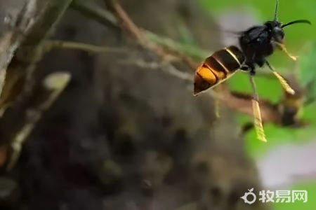 学校门口买的蜜蜂怎么养