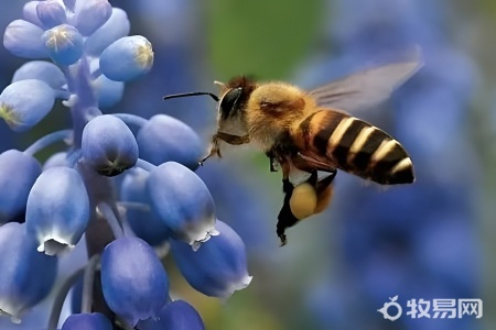 塑料桶怎么养蜜蜂