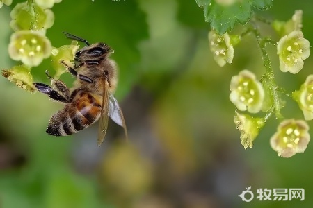 10只蜜蜂能养活蜂王吗