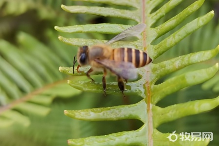 一人能养多少箱蜜蜂