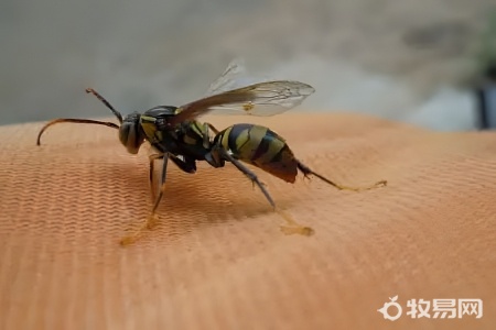 在小卖部买的蜜蜂怎么养