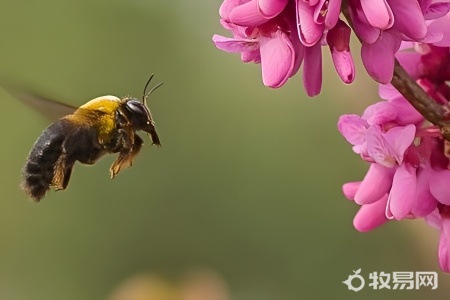 蜜蜂怎样养殖