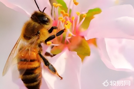 蜜蜂的蜂王死了还可以继续养吗