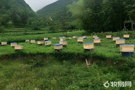 一只蜜蜂怎么养