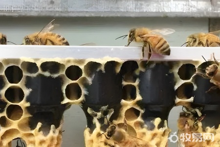 蜜蜂冬天怎么喂养