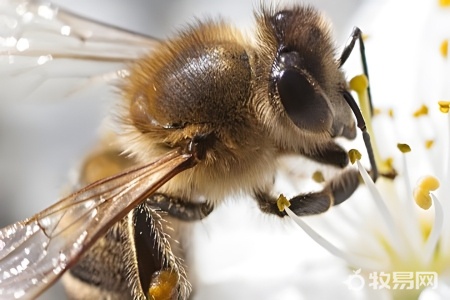 蜜蜂怎么养才越养越多