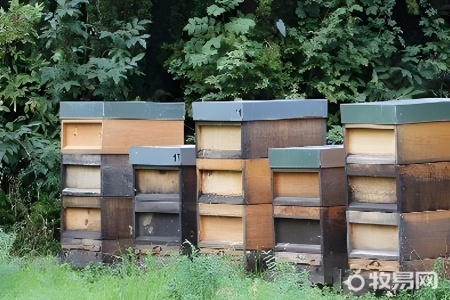 养蜜蜂新手怎样养请指教