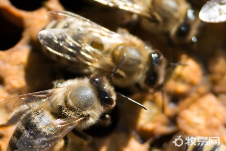 最简单养蜜蜂的方法