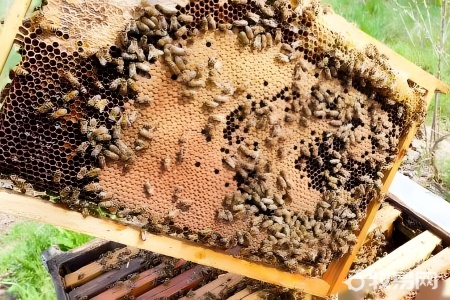 养蜜蜂需要多少资金