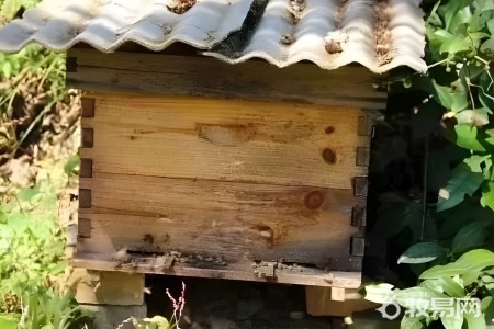 阳台可以养蜜蜂吗