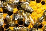 深山蜜蜂养殖方法