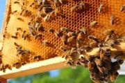 养50箱蜜蜂一年能挣多少钱