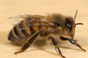 人工养殖的蜜蜂吃什么