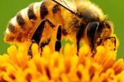 养一只蜜蜂怎么养