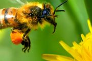 排蜂可以人工养殖吗