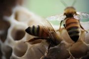 城市高楼可以养蜜蜂吗