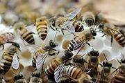 蜜蜂可以放在室内养吗