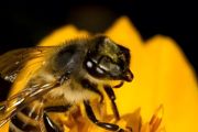 怎么招蜜蜂来养？