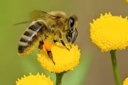 如何抓蜜蜂养 抓蜜蜂养方法介绍