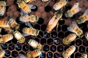 蜜蜂怎样养 蜜蜂养殖小技巧