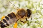 怎样养殖蜜蜂和技术管理
