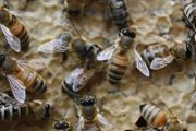 养蜜蜂的方法有哪些
