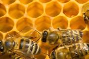 用纸箱可以养蜜蜂吗