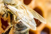 动森养蜂箱不能养蜜蜂吗