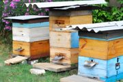 养殖的蜜蜂是什么品种