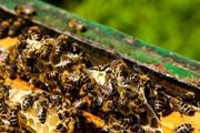 怎么养殖蜜蜂 养殖蜜蜂你需要了解这些