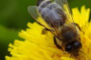 蜜蜂怎么培养蜂王