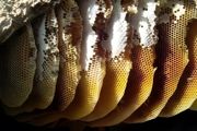 养蜜蜂怎么养 养蜜蜂方法介绍