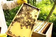小学生怎么养蜜蜂