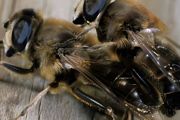 怎样收集蜜蜂来养殖
